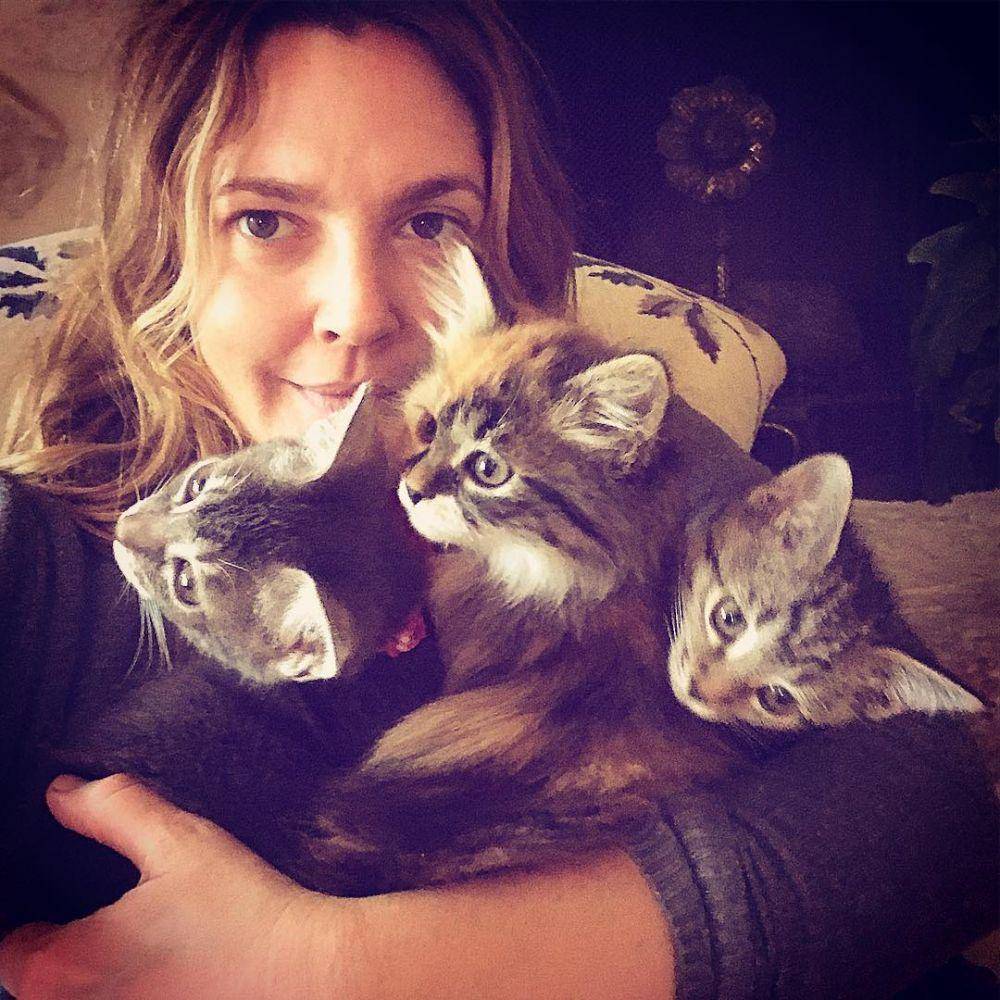Drew Berrymore bersama kucing-kucing kesayangannya. (instagram.com/kittysushiandtuna/)
