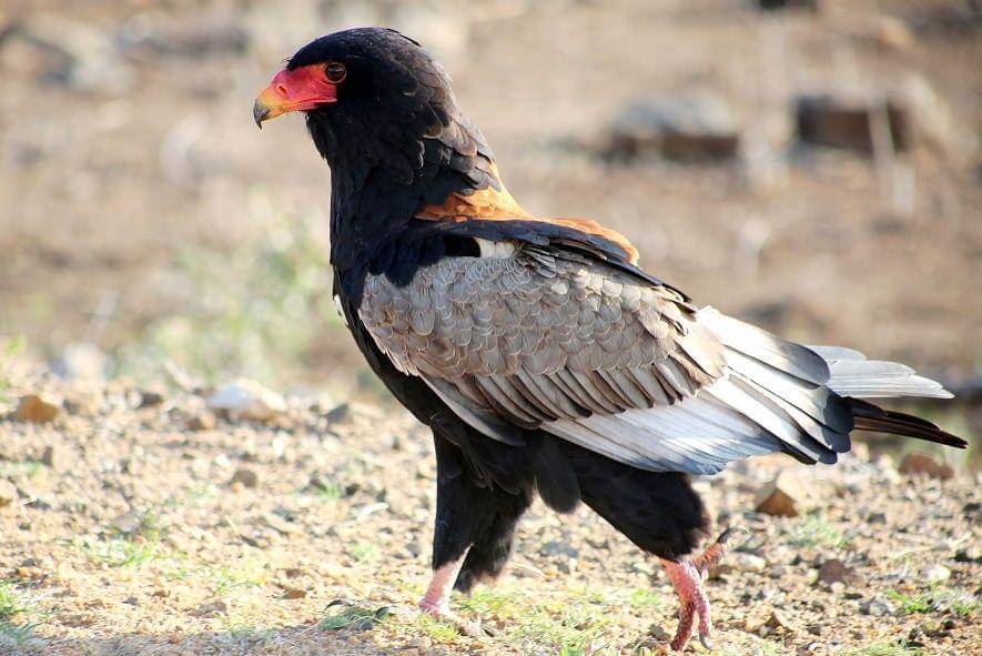 Seekor bateleur tampak berjalan di Taman Nasional Kruger, Afrika Selatan. (commons.wikimedia.org/flowcomm)