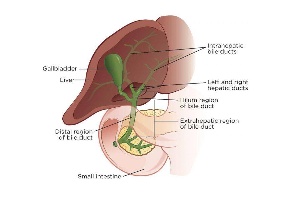 Ilustrasi jenis cholangiocarcinoma atau kanker saluran empedu (mskcc.org)
