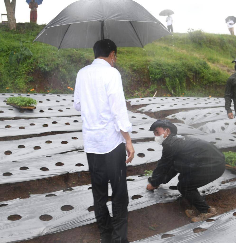 Presiden Jokowi menanam cabai di Wonosobo pada Selasa (14/12/2021). (dok. Biro Pers Kepresidenan)