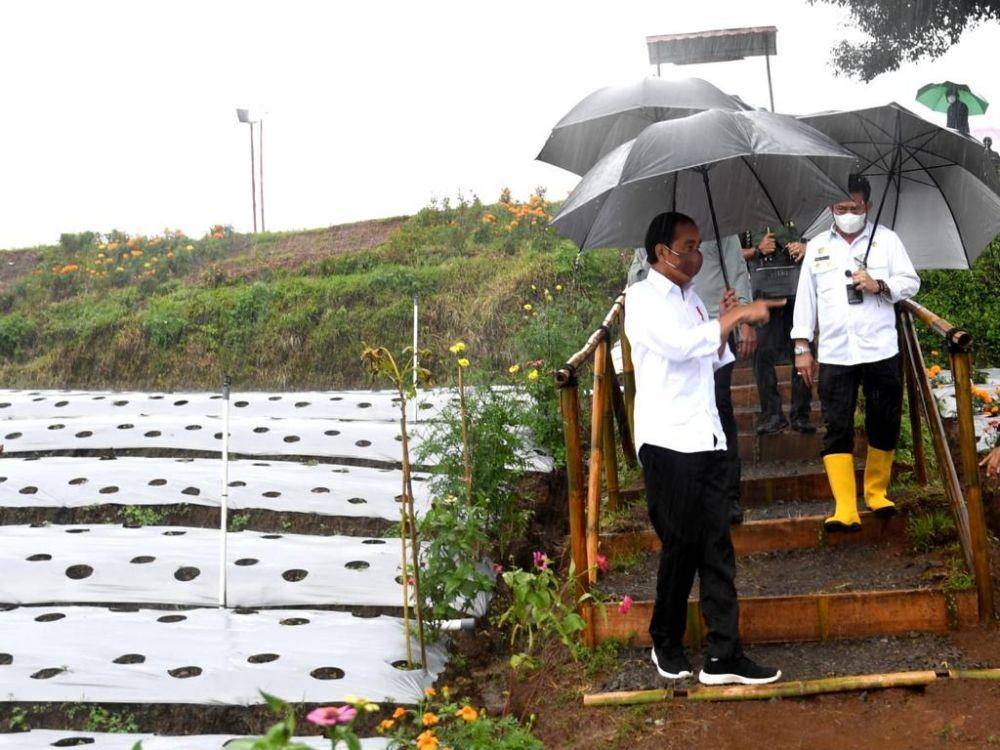 Presiden Jokowi menanam cabai di Wonosobo pada Selasa (14/12/2021). (dok. Biro Pers Kepresidenan)