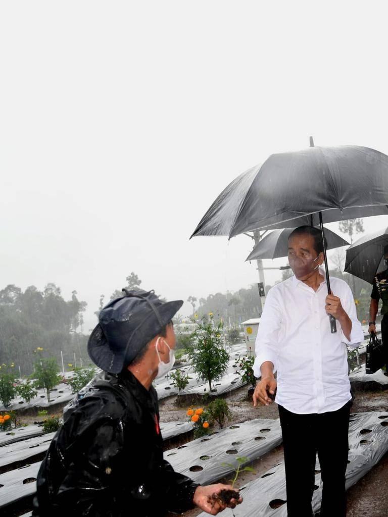 Presiden Jokowi menanam cabai di Wonosobo pada Selasa (14/12/2021). (dok. Biro Pers Kepresidenan)