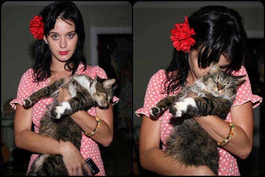 Katy Perry bersama kucing kesayangannya. (instagram.com/katyperry/)