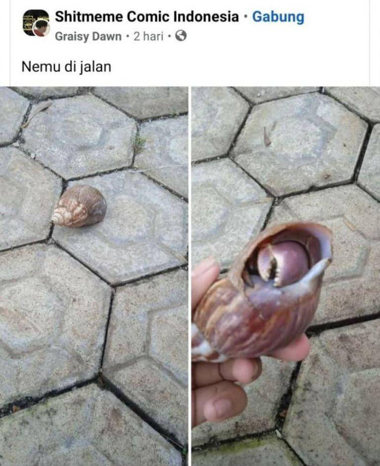 hewan salah kandang (instagram.com/rumah_shitmeme.id)