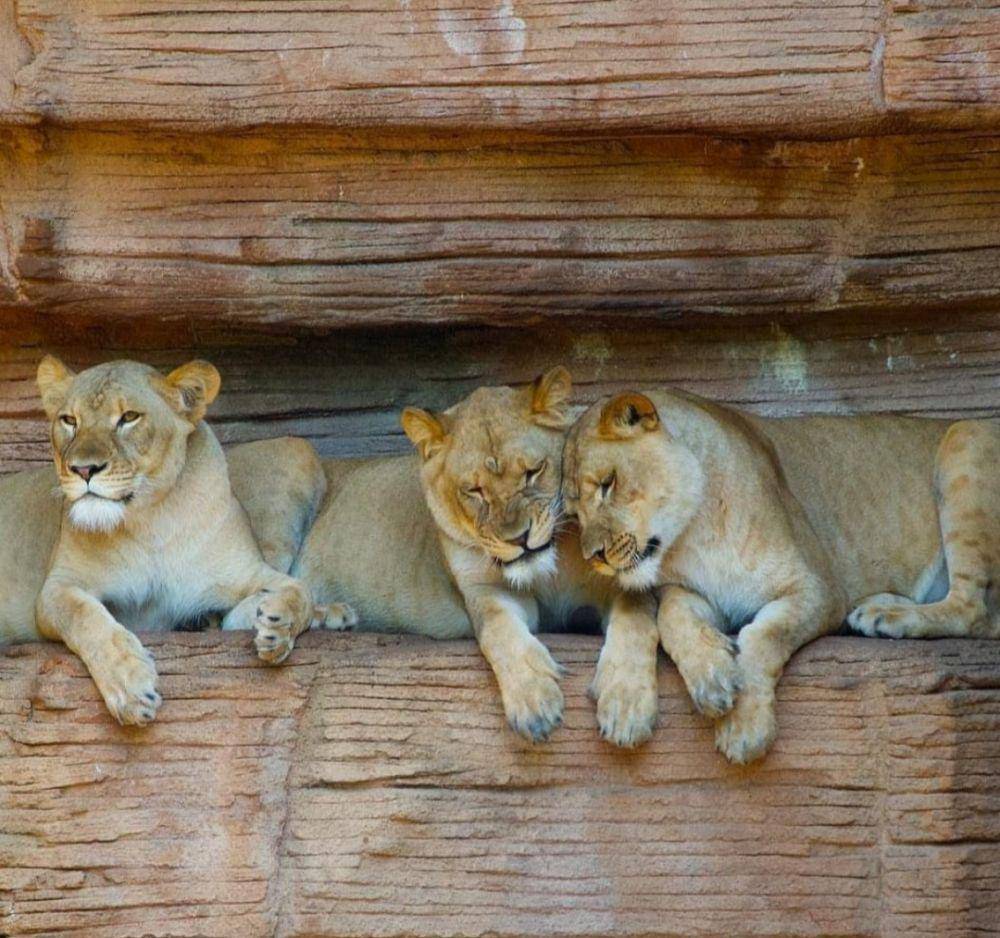 Lincoln Park Zoo (instagram.com/lincolnparkzoo)