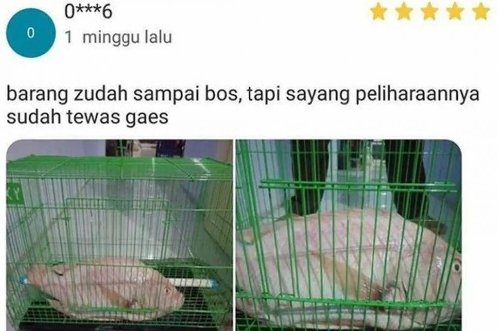 hewan salah kandang (twitter.com/txtdarionlshop)