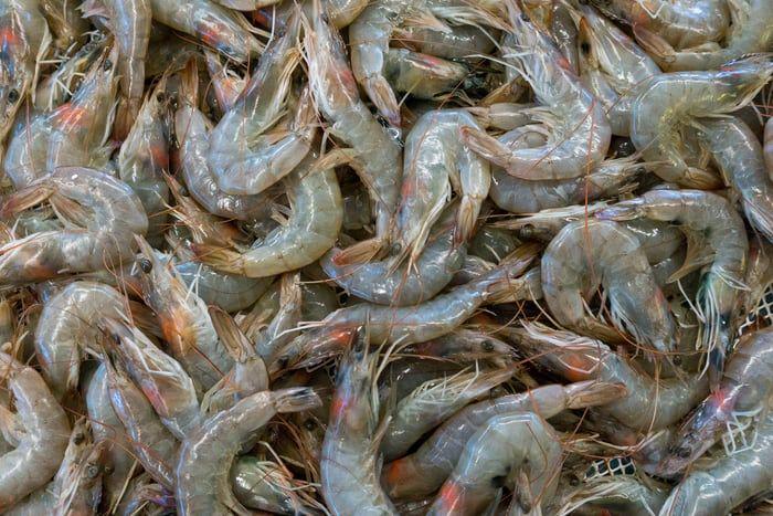 Nusantics Tawarkan CeKolam, Demi Kesehatan Udang dan Benur!