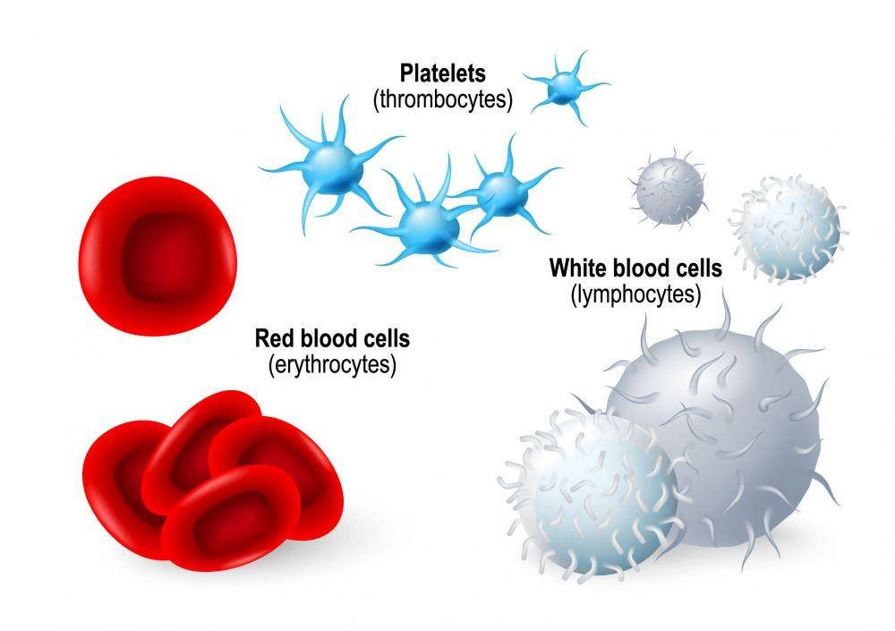 Ilustrasi darah merah, darah putih, dan trombosit (sunshinecoastsportsmedicine.com.au)