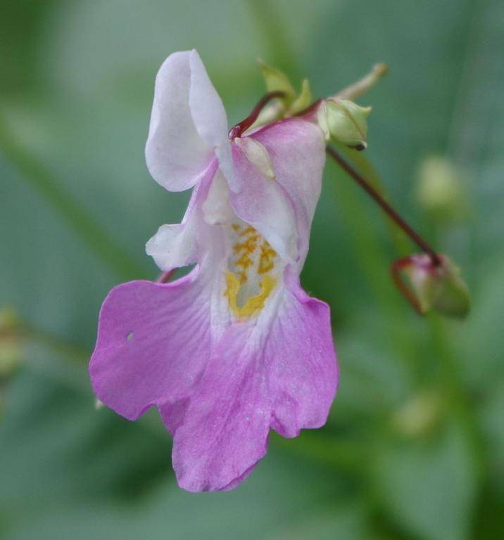 ilustrasi bunga impatiens balfourii (chilternseeds.co.uk)
