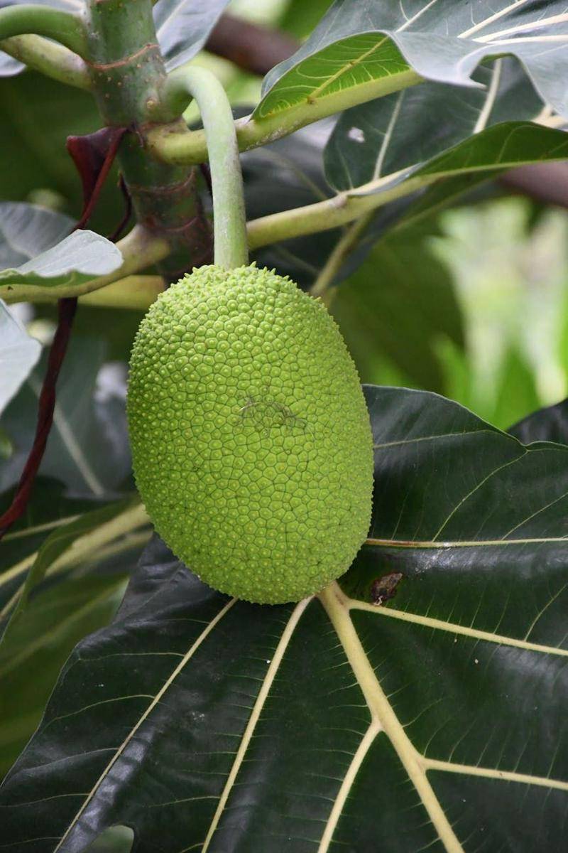 Ilutrasi buah sukun (Pexels.com/Abi Jacob)