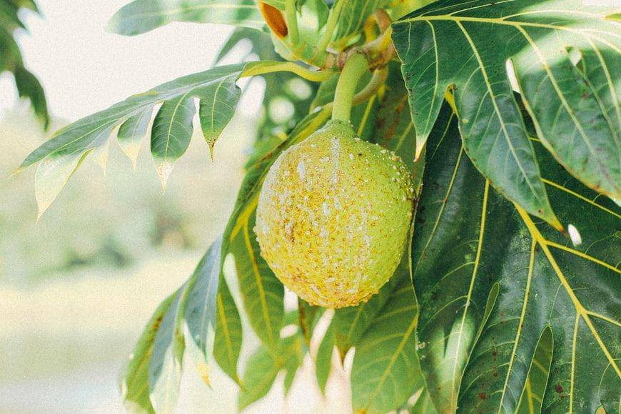 Potret buah sukun matang