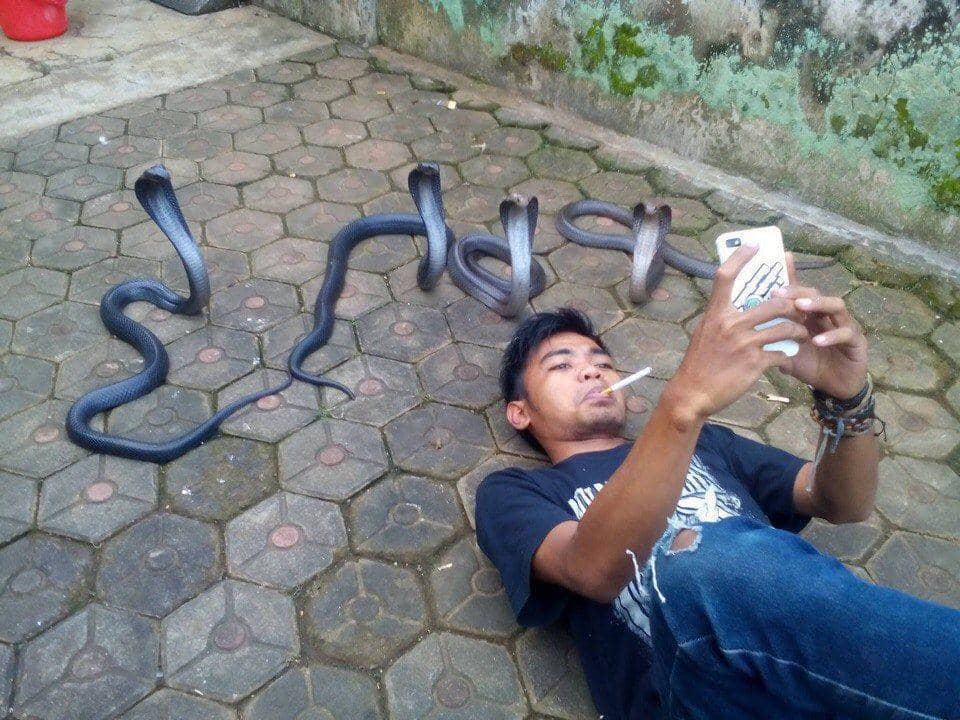 ilustrasi selfie bersama ular cobra (reddit.com/user/eratropicoil/)