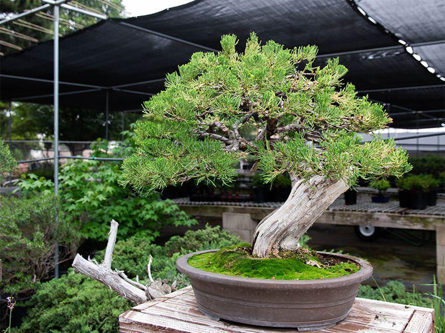 5 Tanaman Bonsai Termahal di Dunia, Harganya Mencapai Rp18 Miliar!