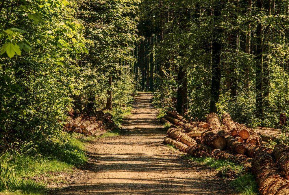 ilustrasi hutan (pixabay.com/S. Hermann and F. Richter)