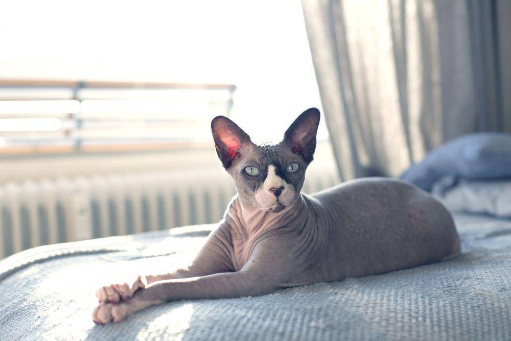 kucing Sphinx (womansday.com)