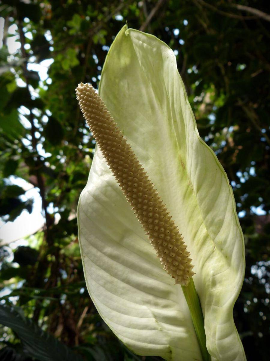 bunga dari tanaman monstera deliciosa (pixabay.com/bernswaelz)