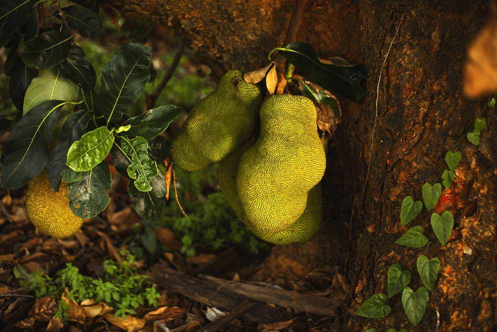 ilustrasi buah nangka (pexels.com/Gabriela Sakita)