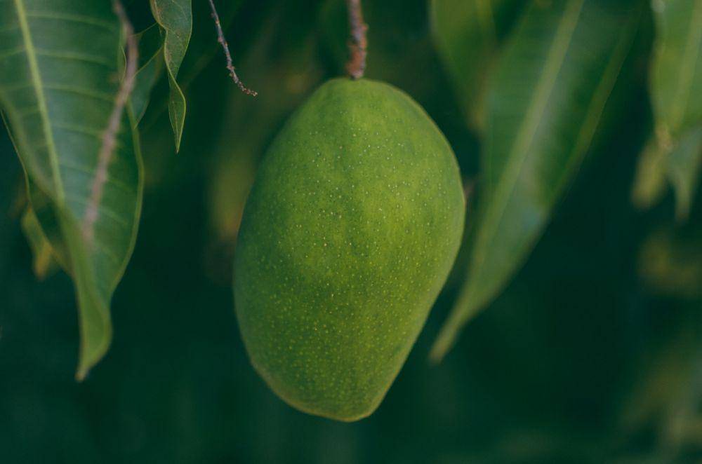 ilustrasi buah mangga (pexels.com/MESSALA CIULLA)