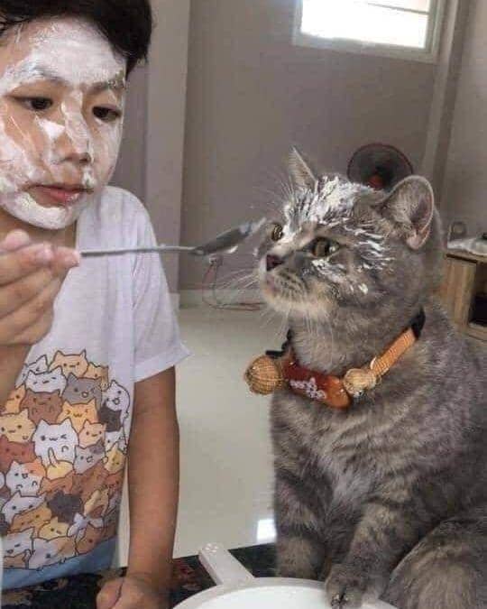 potret kucing saat bermain bareng anak kecil (instagram.com/instakocheng)