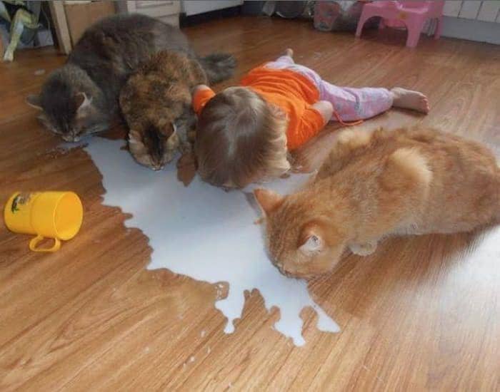 potret kucing saat bermain bareng anak kecil (m.animalplanet.co.kr/Prrshare)