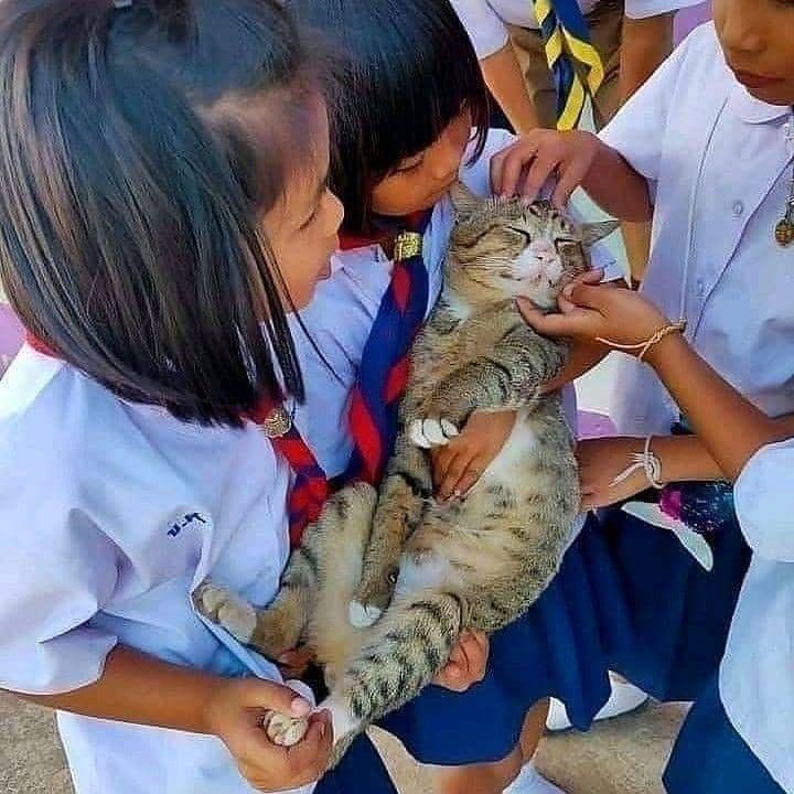 potret kucing saat bermain bareng anak kecil (instagram.com/kucingseru)
