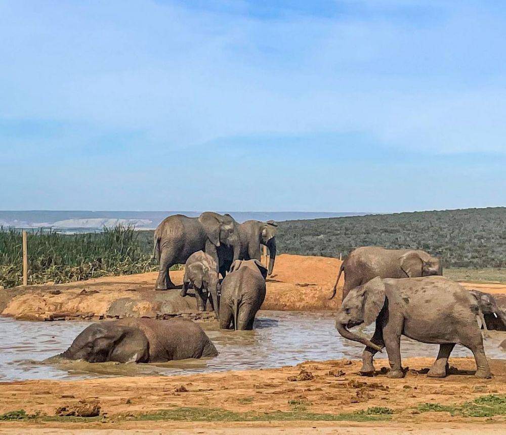 Addo Elephant National Park (instagram.com/jessicageldermn)