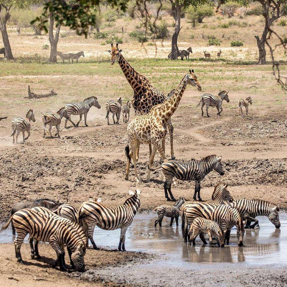 Taman Nasional Kruger (instagram.com/krugernationalpark)