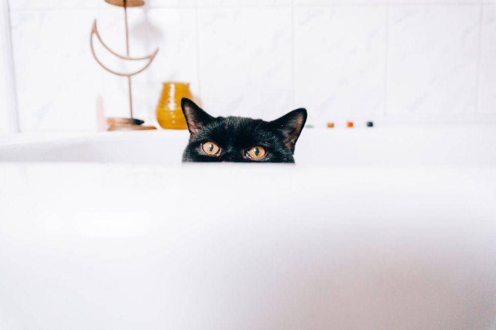 Pexels.com/Alina Vilchenko