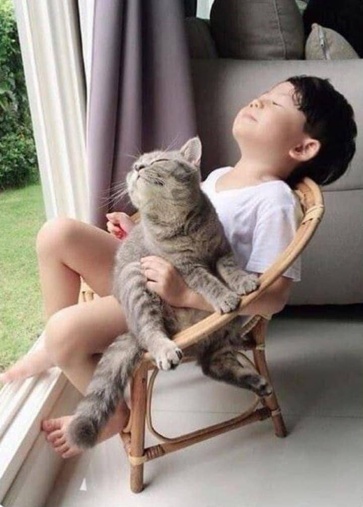potret kucing saat bermain bareng anak kecil (m.cafe.daum.net)