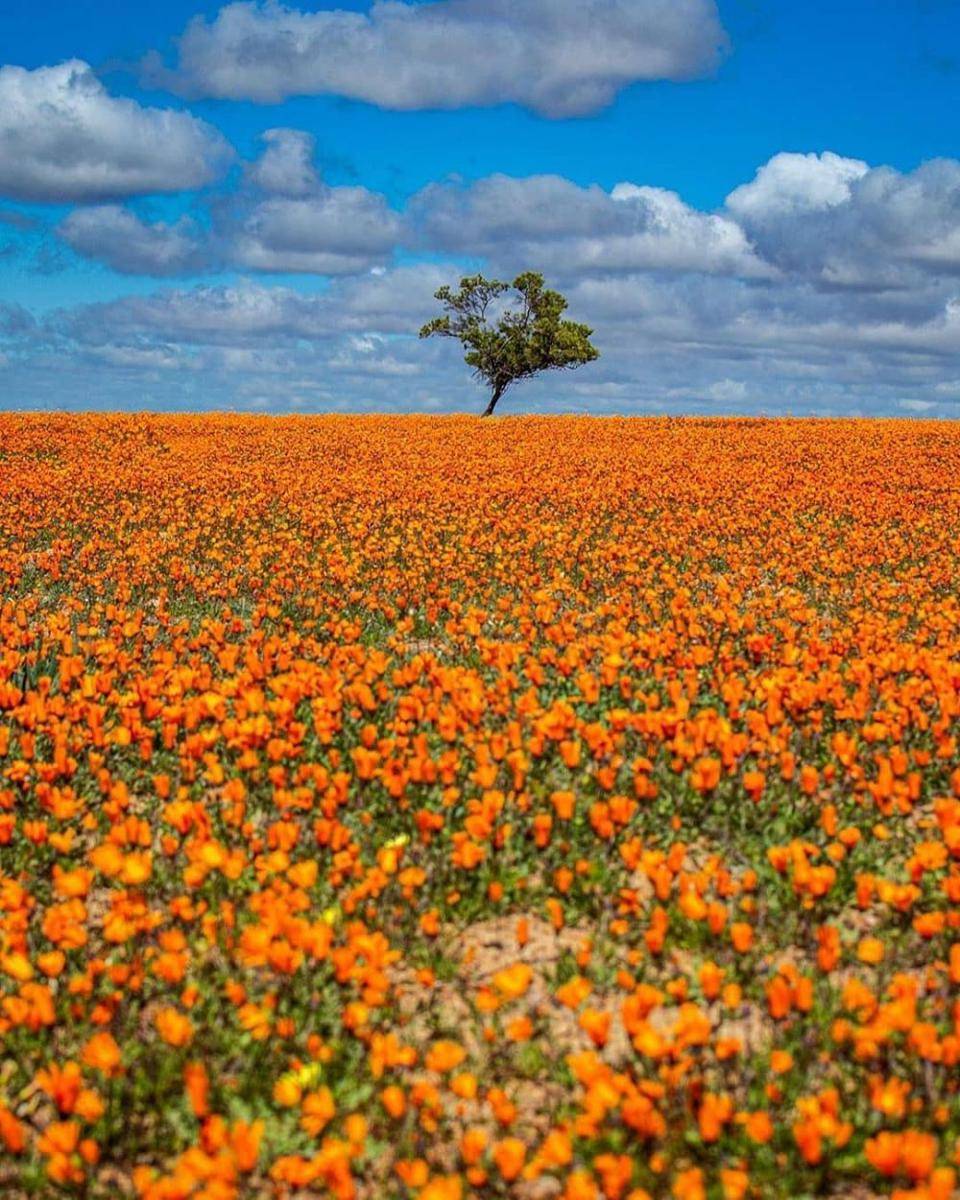 Namaqua National Park (instagram.com/sanparks)