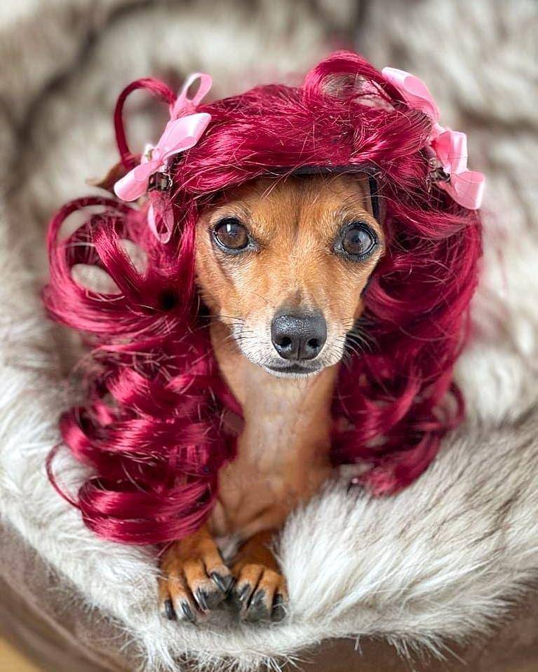 potret anjing memakai wig (instagram.com/daphnethewondersossige/)