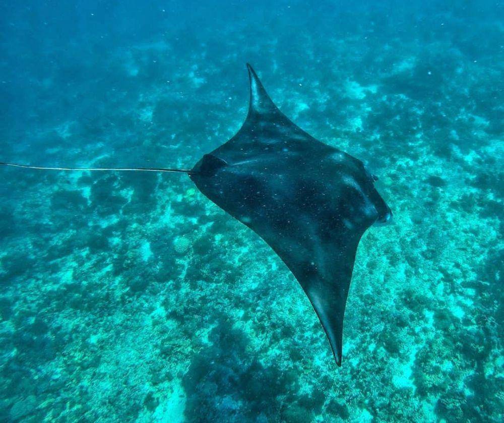 Manta Point Labuan Bajo (instagram.com/bacalaodisfrazao)