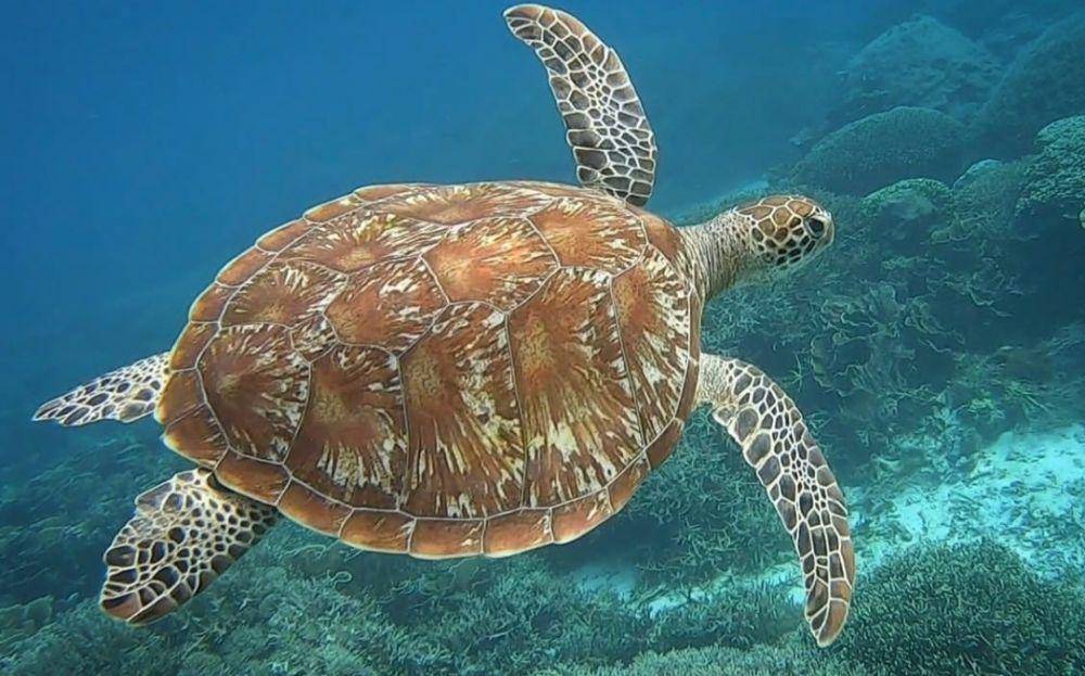 Manta Point Labuan Bajo (instagram.com/musttraveler_journey)