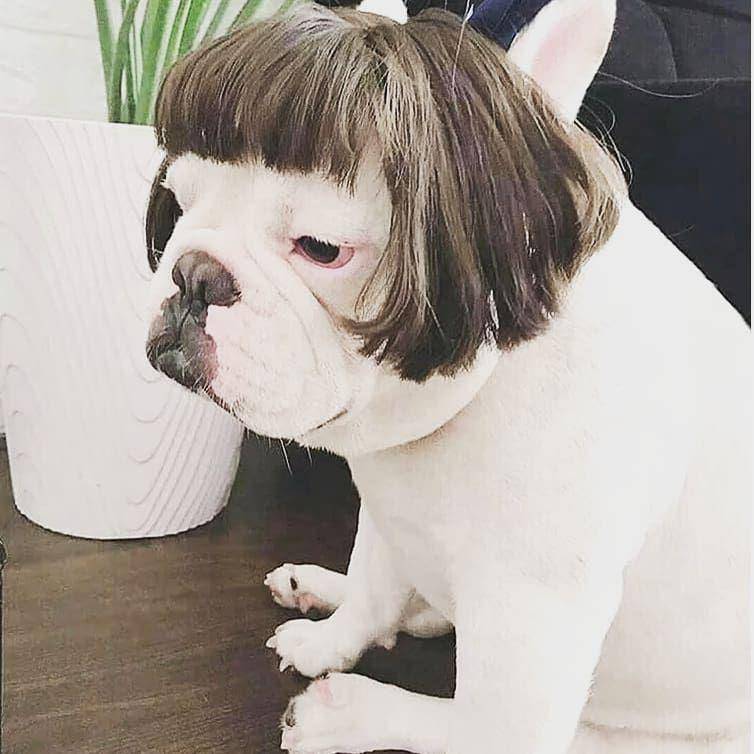 potret anjing memakai wig (instagram.com/3ss3ntial.n33ds)