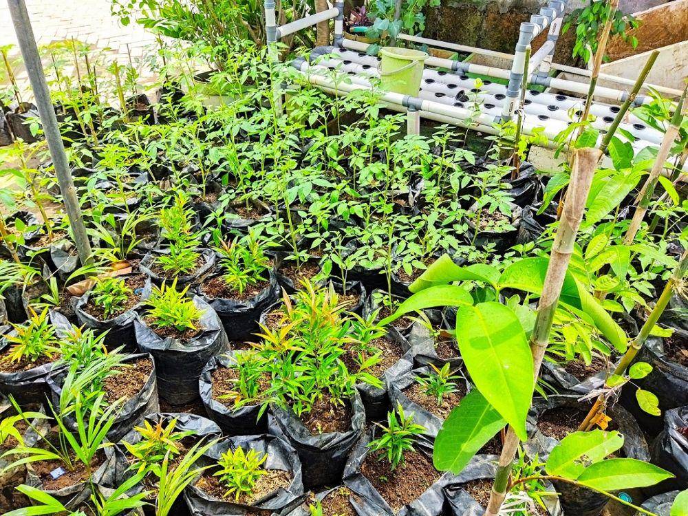 Berbagai tanaman yang ditanam oleh warga sebagai bagian dari program penghijauan. (dok. Pribadi/Dahli Anggara)
