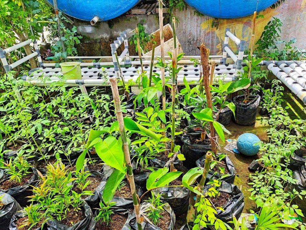 Berbagai tanaman yang ditanam oleh warga sebagai bagian dari program penghijauan. (dok. Pribadi/Dahli Anggara)