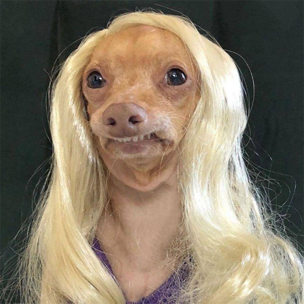 potret anjing memakai wig (instagram.com/aemebeoficial)
