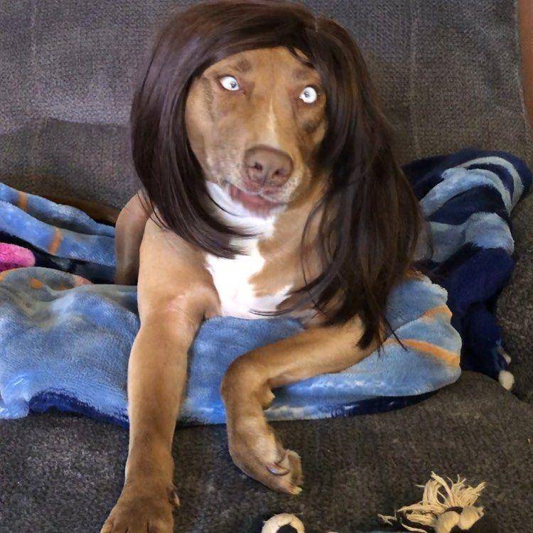 potret anjing memakai wig (instagram.com/blindymagoo/)