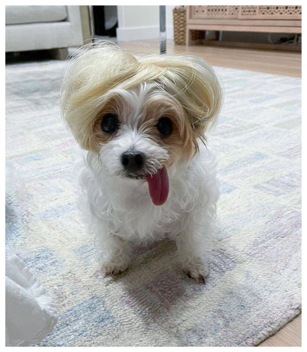potret anjing memakai wig (instagram.com/doggirl777/)