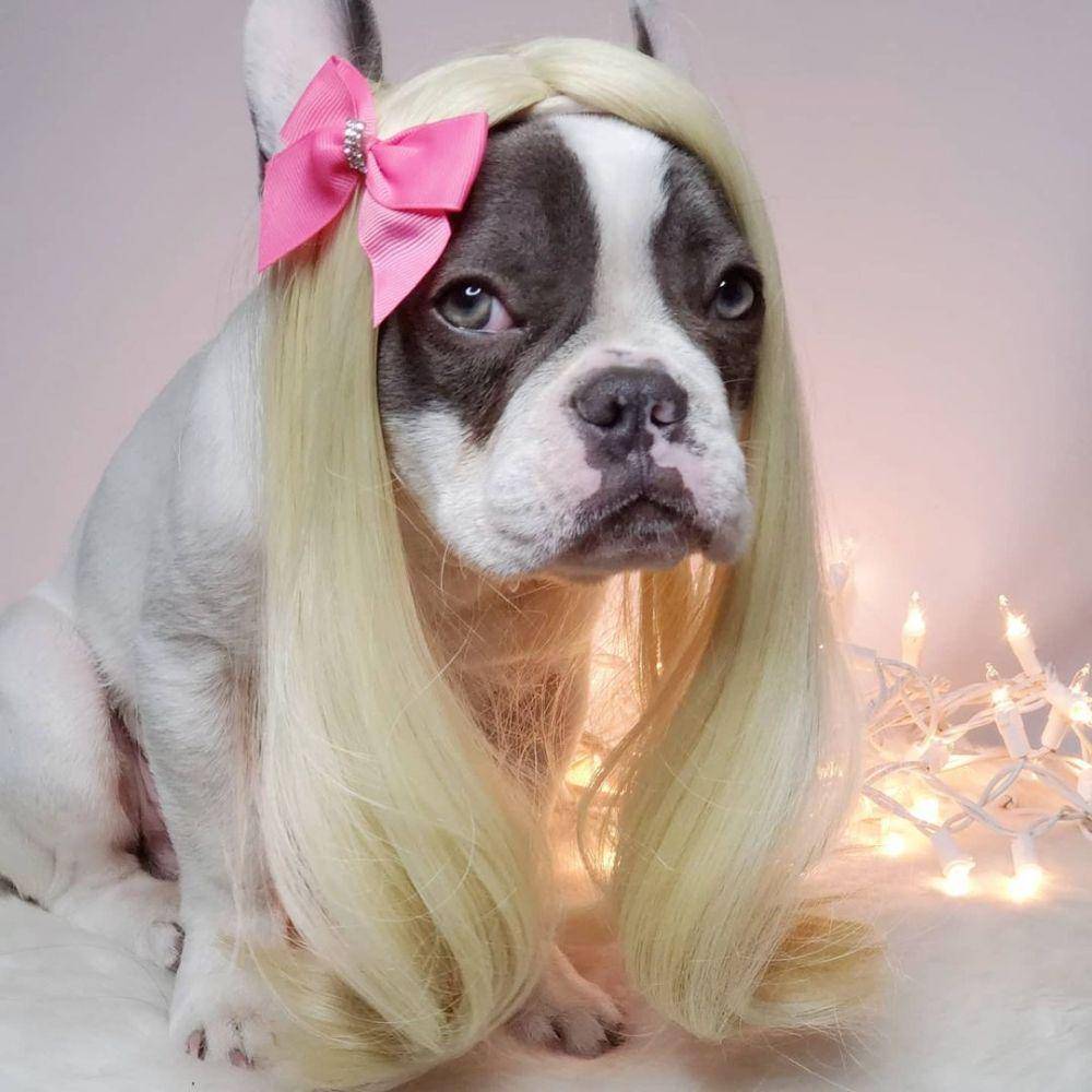 potret anjing memakai wig (instagram.com/elegant_pet1)