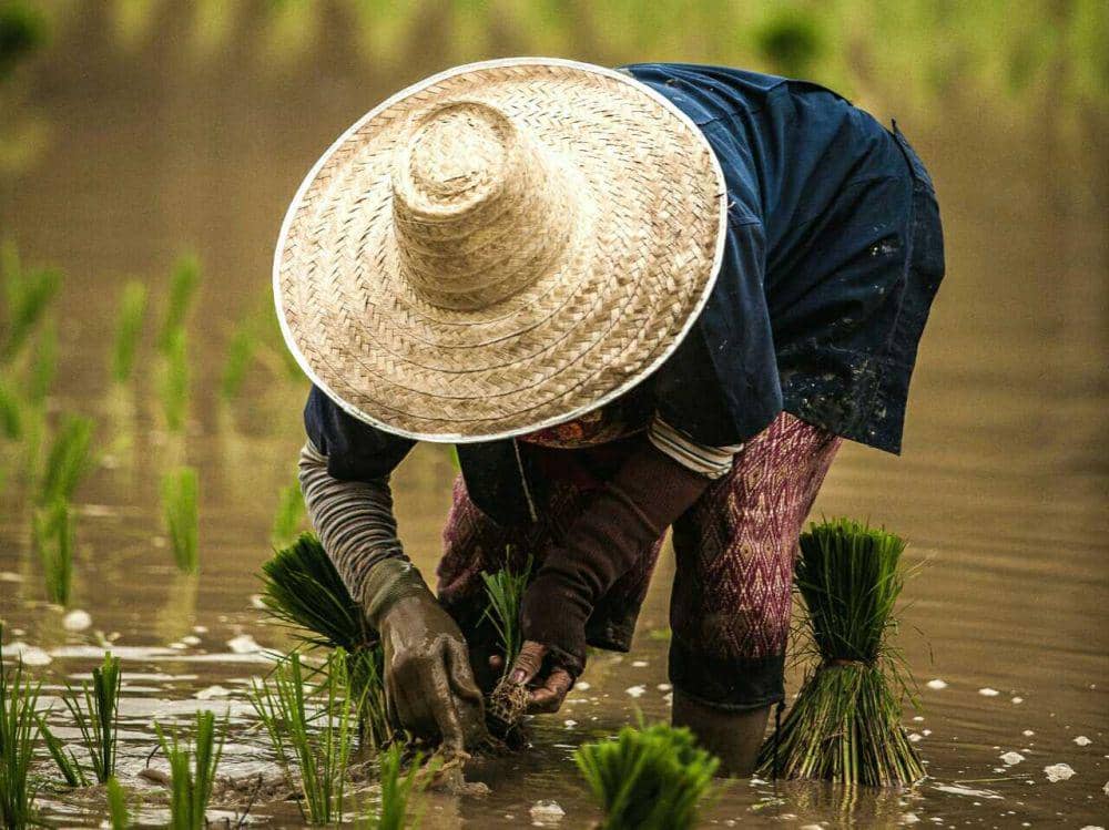 ilustrasi petani (unsplash.com/Eduardo Prim)