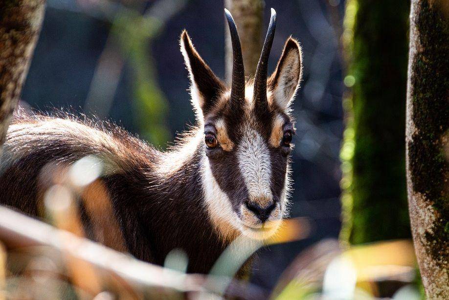 Chamois di habitat alaminya. (unsplash.com/gatigato)
