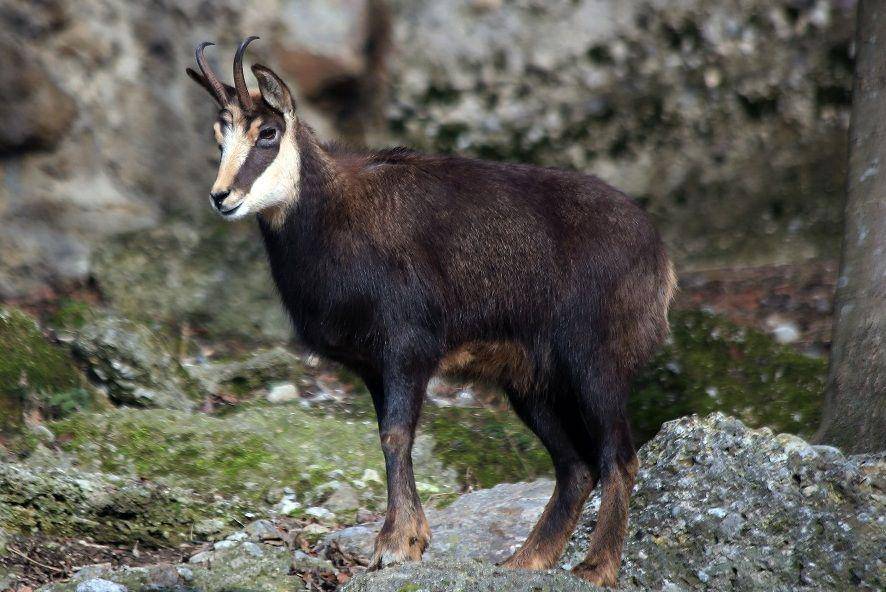 Chamois di Kebun Binatang Salzburg, Austria. (commons.wikimedia.org/Manfred Werner/Tsui)