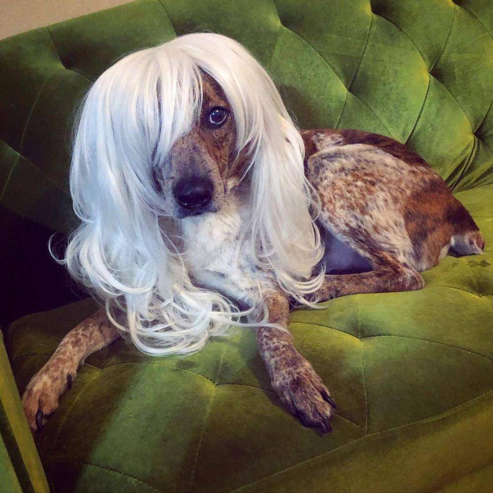 potret anjing memakai wig (instagram.com/howl.party)