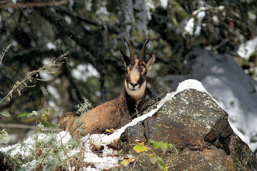 Chamois di habitat alaminya. (commons.wikimedia.org/Fulvio Spada)