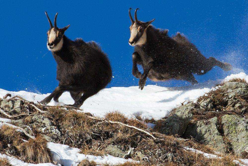 Dua ekor chamois jantan saling berkejaran untuk memperebutkan betina. (commons.wikimedia.org/Rosellino)
