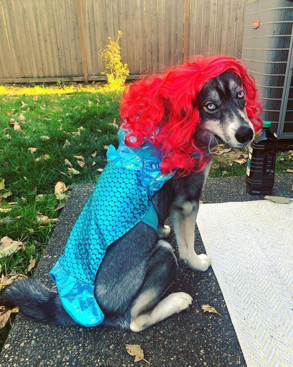 potret anjing memakai wig (instagram.com/mila_the_siberian/)