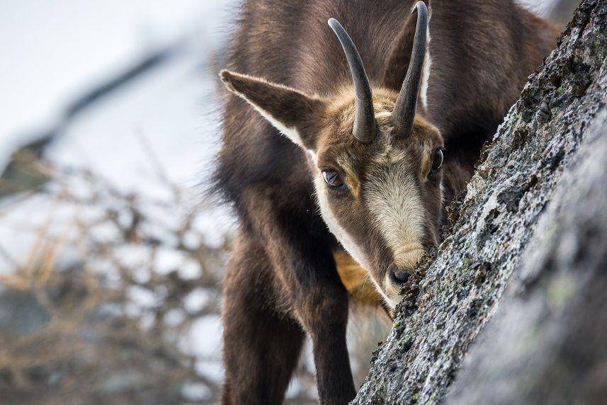 Chamois memakan lumut yang tumbuh di bebatuan. (commons.wikimedia.org/Vittorio Morletto)