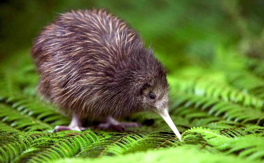 potret Haast Tokoeka Kiwi (birdbreedscentral.com)