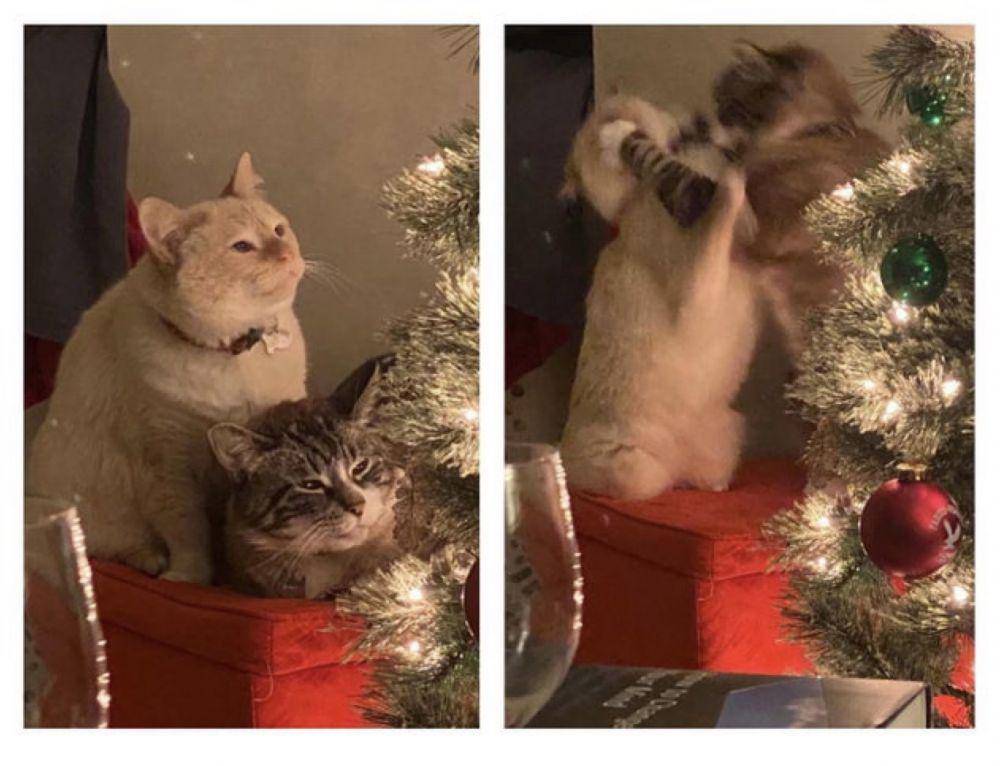 tingkah kocak hewan saat natal (reddit.com/dmath_Elian)